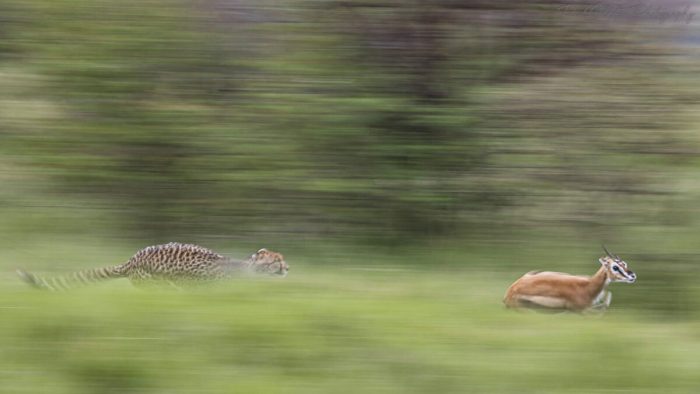 Фотограф запечатлел «наносекундное» мгновение всей семьи гепардов вместе на одном дереве