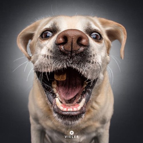 Забавные фотографии собак, ловящих лакомства — посмотрите на их комичные выражения лиц