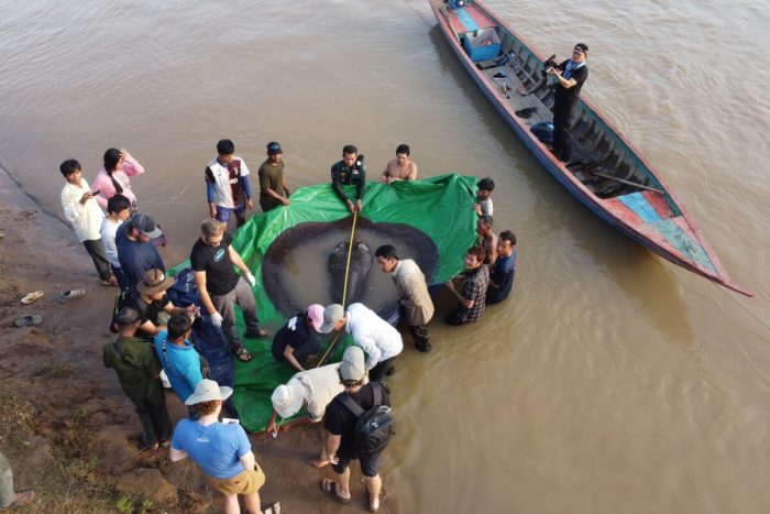 Камбоджиец поймал самую большую в мире пресноводную рыбу