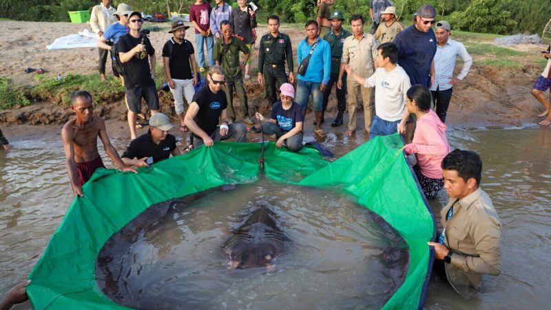 Команда камбоджийских и американских учёных и исследователей, а также сотрудники Управления рыболовства готовятся выпустить гигантского пресноводного ската обратно в реку Меконг в северо-восточной провинции Стунг-Тренг, Камбоджа, 14 июня 2022 года. (Chhut Chheana/Wonders of the Mekong via AP)  | Epoch Times Россия
