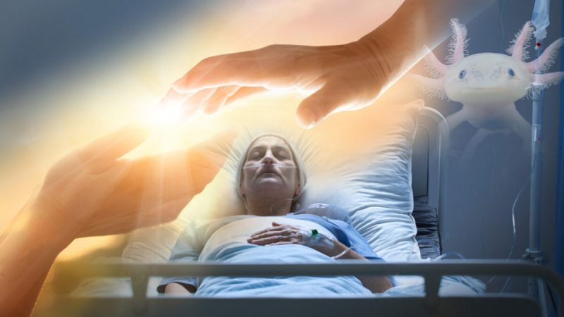 Является ли смерть обратимой? «Мёртвый мозг» пациентов можно регенерировать. (Illustration - Photographee.eu/PopTika/Shutterstock)  | Epoch Times Россия