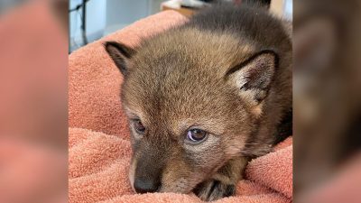 Прохожий спас потерянного «щенка» на обочине дороги: он оказался детёнышем койота