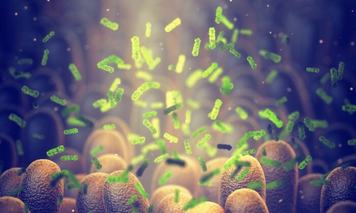 Микробиом в кишечнике взаимодействует с ворсинками, выстилающими тонкий кишечник. (nobeastsofierce/Shutterstock) | Epoch Times Россия