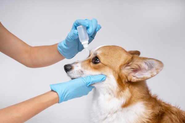 Глаукома у собак — неотложное заболевание, поскольку она может быстро привести к необратимой слепоте. Глаукома — это общий термин, описывающий группу глазных заболеваний, которые повреждают зрительный нерв. (Masarik/Shutterstock)