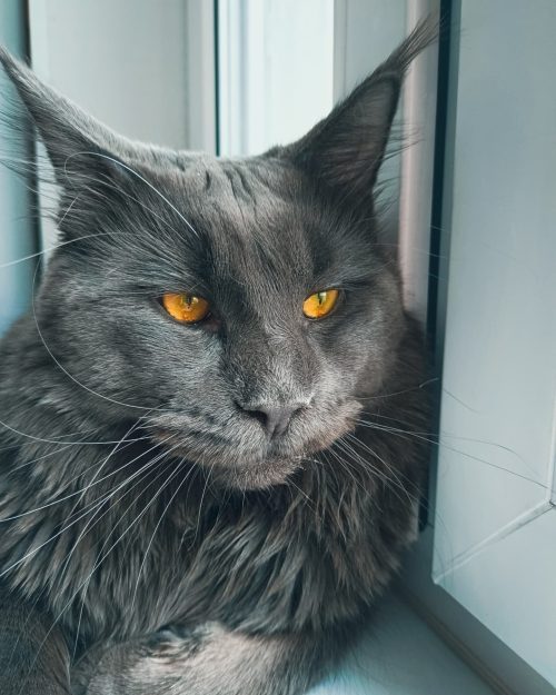 Чёрный кот мейн-кун с удивительными глазами и шелковистой шерстью похож на пантеру