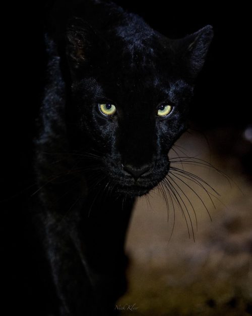 Фотограф «потерял дар речи» от величественной красоты чёрных леопардов в дикой природе