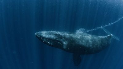 Песни горбатых китов показывают, что люди — не единственный вид, способный к передаче культуры