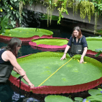 Обнаружена самая большая в мире водяная лилия