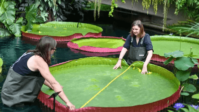 Обнаружена самая большая в мире водяная лилия