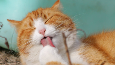 Польские биологи признали домашних кошек «чужеродным инвазивным видом»