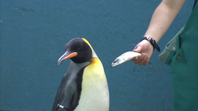 Пингвины и выдры в японском океанариуме не хотят есть дешёвую рыбу