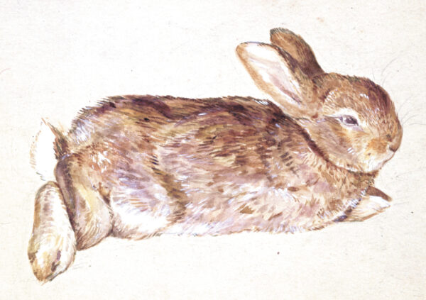 Рисунок кролика (Питер Пайпер), около 1892 года, Беатрикс Поттер. Музей Виктории и Альберта, Лондон. (Victoria and Albert Museum, London / Courtesy of Frederick Warne & Co. Ltd.)
 | Epoch Times Россия