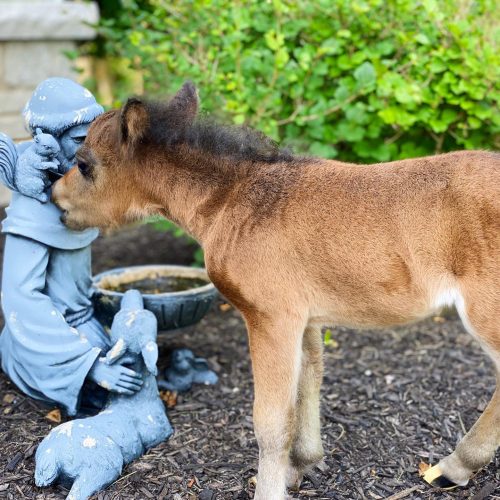 Мини-лошадь, у которой не было друзей, установила особую связь с собаками