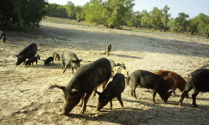 Одичавшие свиньи, пойманные на камеру с датчиком движения в северной части Национального парка Какаду. (Parks Australia) | Epoch Times Россия
