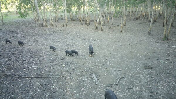 Дикие свиньи, пойманные камерой с датчиком движения в северной части Национального парка Какаду. (Parks Australia)