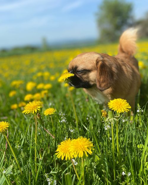 Милая маленькая собачка останавливается и нюхает каждый встречный цветок