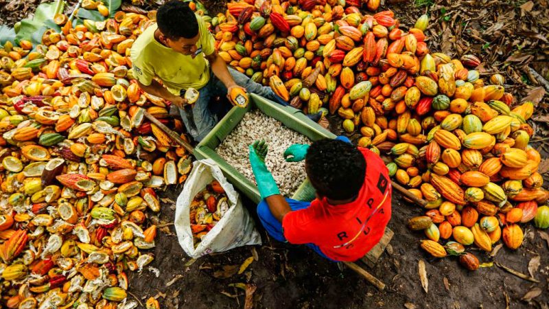 Бразильские работники фермы срезают плоды какао на ферме Альтамира в Итахуипе, Баия, Бразилия, 13 декабря 2019 года. (RafaelMartins/AFPviaGettyImages)  | Epoch Times Россия