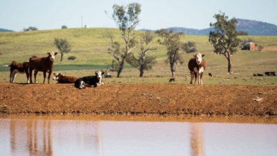 Австралия ужесточает меры биобезопасности для борьбы с ящуром