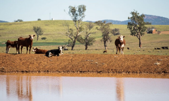 Крупный рогатый скот стоит на берегу плотины фермы на северо-западе Нового Южного Уэльса, Австралия, 4 мая 2020 года. (Mark Kolbe/Getty Images)
 | Epoch Times Россия