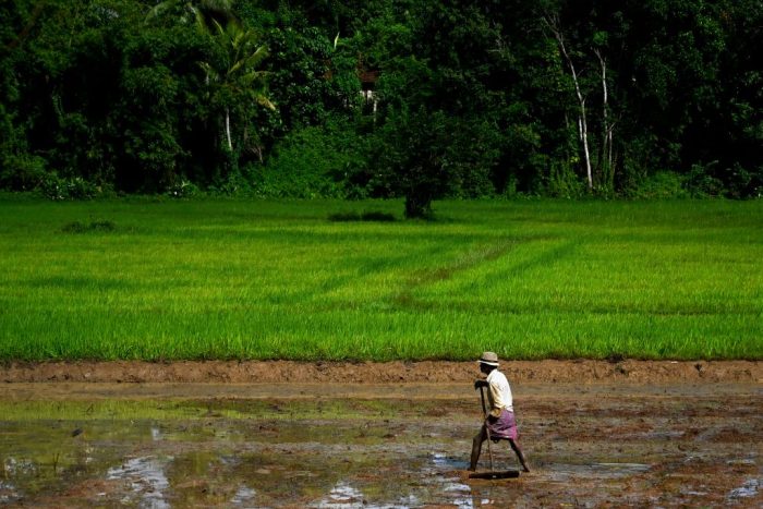 Шри-Ланка и начало пандемии голода