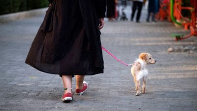 В Иране могут запретить домашних животных