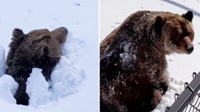Медведь просыпается и вылезает из берлоги после многомесячной спячки
