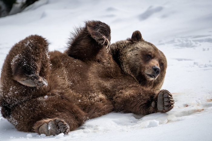 Медведь просыпается и вылезает из берлоги после многомесячной спячки