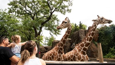 Посетители зоопарка кормят жирафов на новой выставке, наслаждаясь «передышкой» от ежедневных стрессов