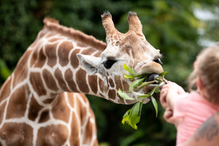 Посетители зоопарка кормят жирафов на новой выставке, наслаждаясь «передышкой» от ежедневных стрессов