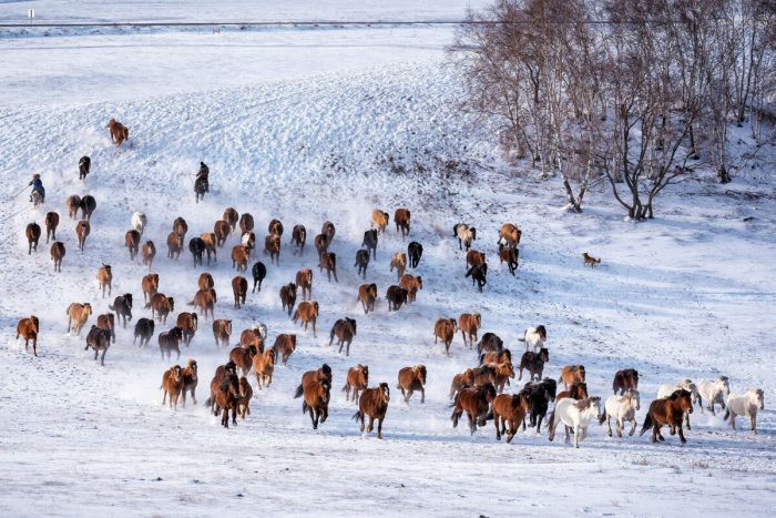 Завораживающие кадры исчезающей культуры лошадей и пастухов в Монголии