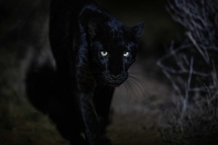 Фотограф «потерял дар речи» от величественной красоты чёрных леопардов в дикой природе