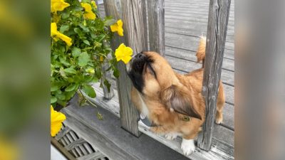 Милая маленькая собачка останавливается и нюхает каждый встречный цветок