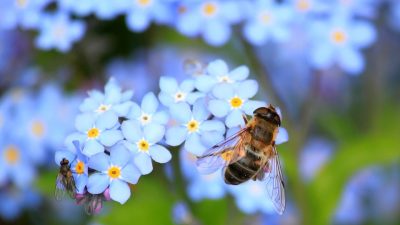 В Татарстане после обработки полей пестицидами произошла массовая гибель пчёл