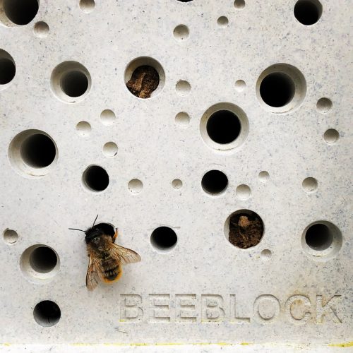 Могут ли безопасные для пчёл кирпичи спасти их?