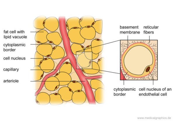 Анатомическое строение жировых клеток. [2] (MedicalGraphics)