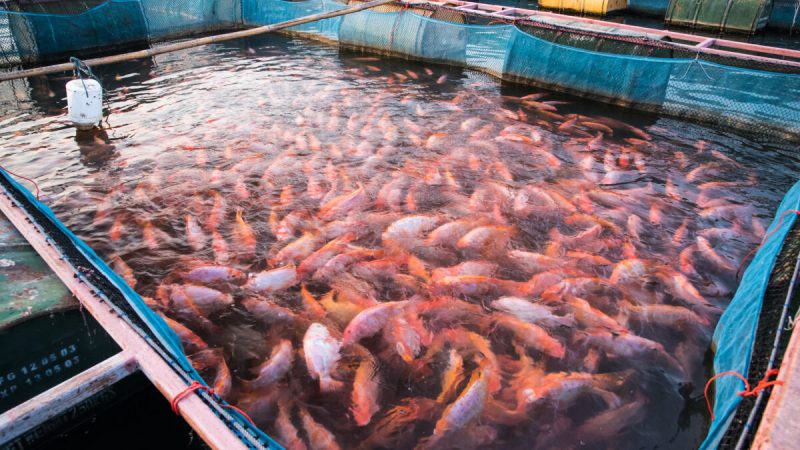 В то время как некоторые небольшие рыбоводные фермы предлагают безопасную и питательную пищу, многие рыбоводные фермы промышленного размера продают отравленную, больную, перенапряжённую рыбу. Фото: rherecoach/Shutterstock | Epoch Times Россия