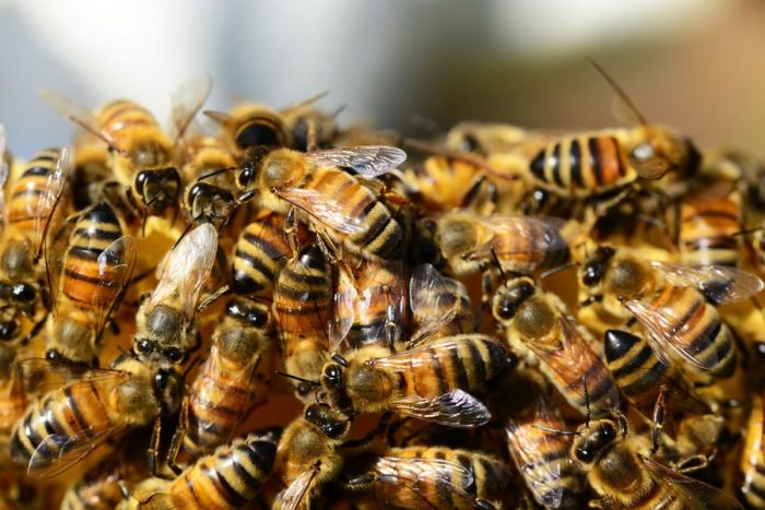 Смертельный клещ угрожает австралийским медоносным пчёлам