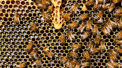 Смертельный клещ угрожает австралийским медоносным пчёлам