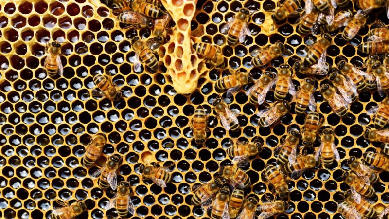  Нектар, собранный медоносными пчёлами, хранится в гребне улья, где он «созревает» в виде мёда. Фото: pixabay.com / Public Domain CC0 1.0 | Epoch Times Россия