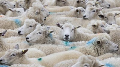 Новый Южный Уэльс призывает к электронной маркировке овец и коз
