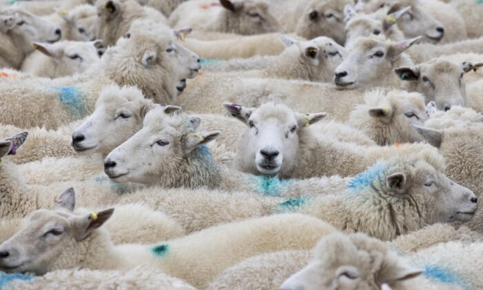 Австралия не допустит ящура с помощью электронной идентификации овец и коз. Фото: Dan Kitwood/Getty Images
 | Epoch Times Россия