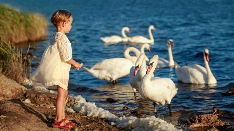 Little girl feeding the White swans at the lake a sunny summer or spring day at sunset. Happy vacation concept. The child is wearing a beach hat | Epoch Times Россия