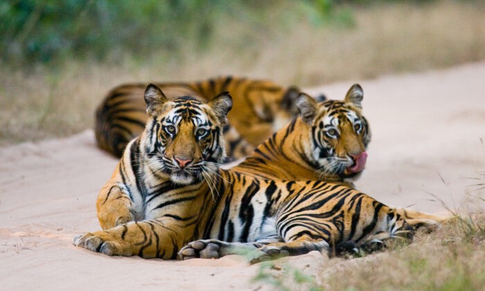 Тигры на дороге в национальном парке Бандхавгарх в штате Мадхья-Прадеш, Индия, на этой фотографии из архива. (Gudkov Andrey/Shutterstock) | Epoch Times Россия