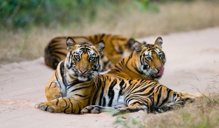Преследование тигров: на сафари в Индии