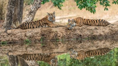 Преследование тигров: на сафари в Индии
