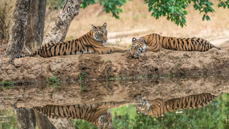  Тигры в национальном парке Бандхавгарх, Мадхья-Прадеш, Индия. (Ashit choudhary/Shutterstock) | Epoch Times Россия