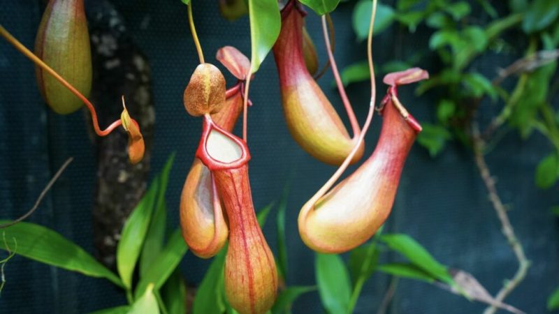 Кувшины Nepenthes pudica — одна из трёх частей листа растения. Фото: plantura.garden/ Chantath K/ Shutterstock.com | Epoch Times Россия