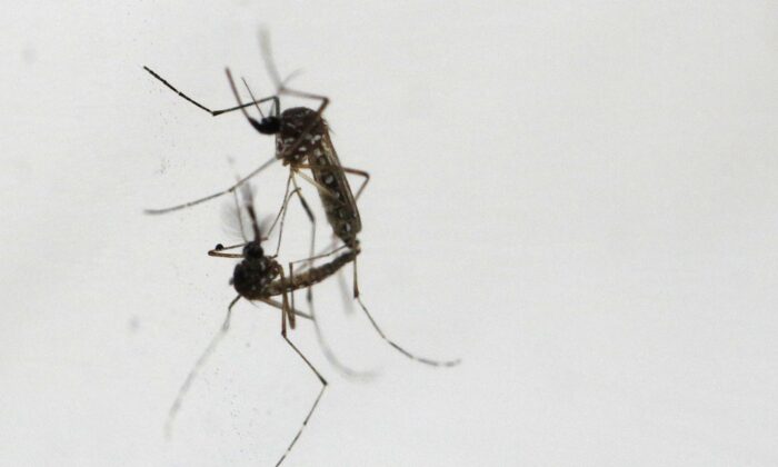 Комары Wolbachia-Aedes aegypti спариваются на заводе по производству комаров Национального агентства по охране окружающей среды в Сингапуре, 19 августа 2020 года. (Edgar Su/Reuters) | Epoch Times Россия