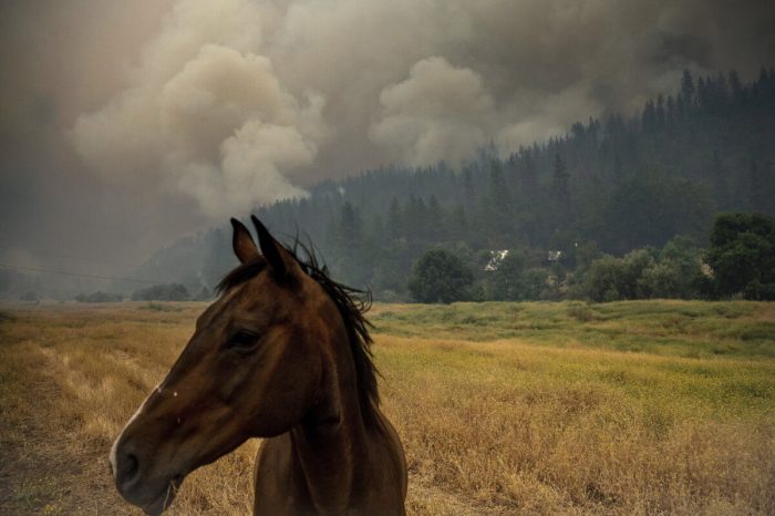 В Калифорнии распространяются крупнейшие лесные пожары