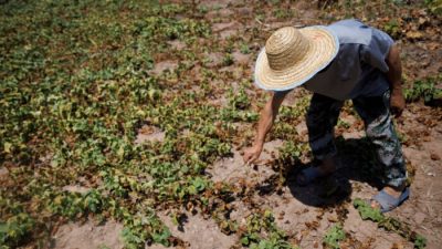 Засуха в Китае: фермеры отчаянно пытаются спасти урожай